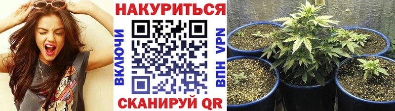 купить   Каменка  Бошки марихуана VHQ 